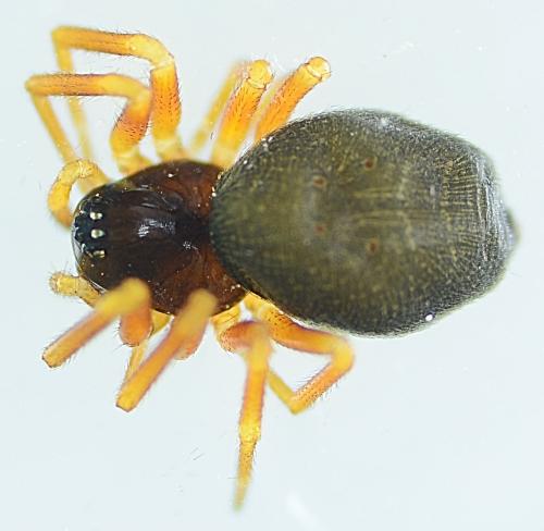 Réf. 190 836 : Hypomma cornutum